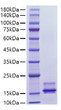 Recombinant Human CCL2/MCP-1 Protein was determined by SDS-PAGE with Coomassie Blue, showing a band at 15-20 kDa.