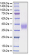 Recombinant Mouse CD276 Protein was determined by SDS-PAGE with Coomassie Blue, showing a band at 35-45 kDa.