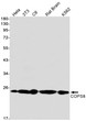 COPS8 antibody western blot HeLa 3T3 C6 rat brain K562 STJA0010743