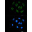 Immunocytochemistry analysis of Smad3 (green) in A549 using Smad3 antibody, and DAPI (blue).