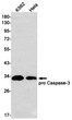 Caspase 3 antibody western blot K562 HeLa STJA0010811