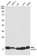 eIF5A antibody western blot Jurkat THP-1 C6 3T3 HeLa STJA0010890