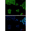 alpha tubulin antibody immunocytochemistry HeLa cells STJA0010943