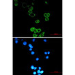 APG5L/ATG5 antibody immunocytochemistry MCF-7 STJA0010969