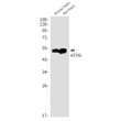 ATPB antibody western blot mouse rat heart lysates STJA0011009