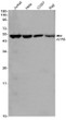 ATPB antibody western blot Jurkat Hela COS7 Raji STJA0011009