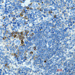 Immunohistochemistry analysis of paraffin-embedded mouse spleen using CD272 antibody. High-pressure and temperature Sodium Citrate pH 6. 0 was used for antigen retrieval.