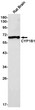 Western blot analysis of CYP1B1 in rat Brain lysates using Cytochrome P450 1B1 antibody.