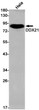 DDX21 antibody western blot HeLa lysates STJA0011226