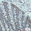 DNAJB6 antibody immunohistochemistry mouse colon STJA0011245