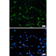 Immunocytochemistry analysis of EWSR1 (green) in 293t using EWSR1 antibody, and DAPI (blue).