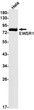 Western blot analysis of EWSR1 in Hela lysates using EWSR1 antibody.