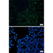 FAM98B antibody immunocytochemistry HeLa cells STJA0011304