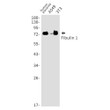 Western blot analysis of Fibulin 1 in Human placenta, A549, 3T3 lysates using Fibulin 1 antibody.