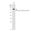 Western blot analysis of Phospho-FOXO3A (Ser253) in 3T3 lysates using Phospho-FOXO3A (Ser253) antibody.