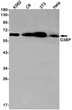 Western blot analysis of G3BP in K562, C6, 3T3, Hela lysates using G3BP antibody.