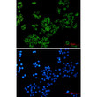 LGR6 antibody immunocytochemistry HeLa cells STJA0011392