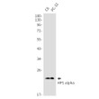 HP1 alpha antibody western blot C6 PC-12 STJA0011448