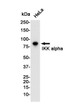 IKK alpha antibody western blot HeLa lysates STJA0011485