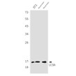 LC3A antibody western blot 3T3 mouse heart brain STJA0011569