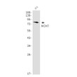 MCM7 antibody western blot 3T3 cells STJA0011578