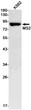 MS2 antibody western blot K562 lysates STJA0011618