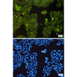 MTCO2 antibody immunocytochemistry HeLa cells STJA0011624
