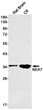 Western blot analysis of NEK7 in rat Brain, C6 lysates using NEK7 antibody.