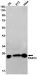 RAB10 antibody western blot C6 3T3 HeLa STJA0011862