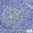 Relaxin 2/RLN2 antibody immunohistochemistry human tonsil STJA0011897