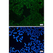 Immunocytochemistry analysis of SEC61A (green) in Hela using SEC61A antibody, and DAPI (blue)