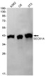 Western blot analysis of SEC61A in K562, C6, 3T3 lysates using SEC61A antibody.