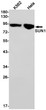 SUN1 antibody western blot K562 HeLa STJA0012013