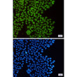 SUN1 antibody immunocytochemistry HeLa cells STJA0012013