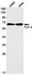 Western blot analysis of TCF4 in K562, Hela lysates using Transcription Factor 7 Like 2 antibody.