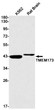 Western blot analysis of TMEM173 in K562, rat Brain lysates using Transmembrane Protein 173 antibody.