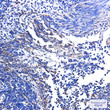 UQCRB antibody immunohistochemistry human tonsil STJA0012111