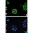 Immunocytochemistry analysis of SURF4 (green) in Hela using SURF4 antibody, and DAPI (blue)