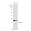 Western blot analysis of SURF4 in 3T3, C2C12 lysates using Surfeit Locus Protein 4 antibody.