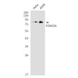 FOXO3 antibody western blot HeLa A549 STJA0012161
