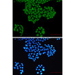 Immunocytochemistry analysis of RYK (green) in hela using RYK antibody, and DAPI (blue)