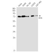 Western blot analysis of RYK in Hela, A549, HL-60, U2OS, U87-MG lysates using RYK antibody.