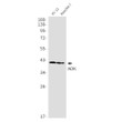 ADK antibody western blot PC-12 Raw2647 STJA0012260