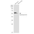 Calcineurin A antibody western blot rat brain mouse lung STJA0012295