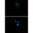 CEP55 antibody immunocytochemistry HeLa cells STJA0012317