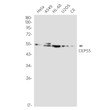 CEP55 antibody western blot HeLa A549 HL-60 U2OS C6 STJA0012317