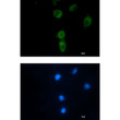 CLPX antibody immunocytochemistry HT-1080 cells STJA0012323