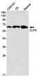 CLPX antibody western blot CHO-K1 C6 Ramos STJA0012323