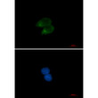 CLSTN1 antibody immunocytochemistry HeLa cells STJA0012324