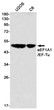 eEF1A1/EFTu antibody western blot U2OS C6 STJA0012354